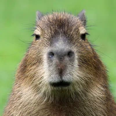 capibara face